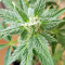 White Widow (Seedstockers) Cannabis-Samen