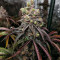 Z (Blackskull Seeds) Cannabis-Samen