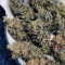 Z (Blackskull Seeds) Cannabis-Samen