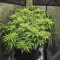 Zillions (Barney's Farm)