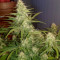 Watermelon Z Auto Samen feminisiert (Barney's Farm)