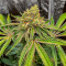 Watermelon Z Fast Version feminisierte Samen (EGS)