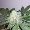 Sweet Skunk Auto (Sweet Seeds) Cannabis-Samen