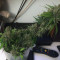 Auto Monster Mass (Critical Mass Collective Seeds) Cannabis-Samen