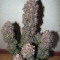Mexican Airlines Auto (Fast Buds) Cannabis-Samen