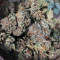 501st OG Regular (Rare Dankness Seeds) Cannabis-Samen