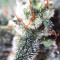 Mexican Airlines Auto (Fast Buds) Cannabis-Samen