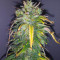 Original Auto AK (Fast Buds) Cannabis-Samen