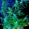 Hawaii Maui Waui (Nirvana Seeds) Cannabis-Samen