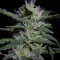 Auto Gelato 33 strain