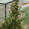 Auto Malawi x Northern Lights (Ace Seeds) Cannabis-Samen