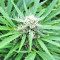 BCN Critical XXL