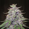Bangi Haze (Ace Seeds) Cannabis-Samen