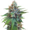 Bubble Bomb (Bomb Seeds) Cannabis-Samen