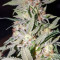 Bubblegum (T.H. Seeds) Cannabis-Samen