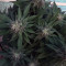 Cookie Dawg (Big Head Seeds) Cannabis-Samen