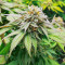 Dozy Cookies feminisierte Samen (AlphaFem Seeds)