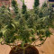Dr. Grinspoon (Barney's Farm) Cannabis-Samen