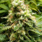 Early Widow (Advanced Seeds) Cannabis-Samen