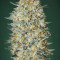 Gelato 33 (Advanced Seeds) Cannabis-Samen