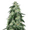 Gorilla (00 Seeds) Cannabis-Samen
