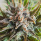 Grapefruit Auto (Fast Buds) Cannabis-Samen