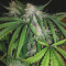 Killer Purps (Bomb Seeds) Cannabis-Samen