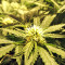 Kripple Roulette (Dr. Krippling Seeds) Cannabis-Samen