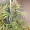 Malawi x Panama Regular (Ace Seeds) Cannabis-Samen
