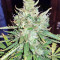 Mangobiche Kush Regular (CannaBioGen) Cannabis-Samen