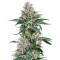 Orange Juice (Dinafem Seeds) Cannabis-Samen
