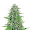 Original Auto Skunk (Fast Buds) Cannabis-Samen