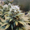 Original Glue (Nirvana Seeds) Cannabis-Samen