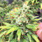 Pakistan Chitral Kush Standard (Ace Seeds) Cannabis-Samen