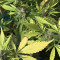 Panama Haze (Ace Seeds) Cannabis-Samen