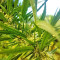 Panama Haze (Ace Seeds) Cannabis-Samen