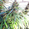 Purple Haze x Malawi (Ace Seeds) Cannabis-Samen