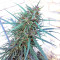 Purple Haze x Malawi Regular (Ace Seeds) Cannabis-Samen