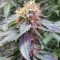 Royal Queen Diamond (Kera Seeds) Cannabis-Samen