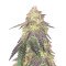 Morpheus CBD (Buddha Seeds) Cannabis-Samen