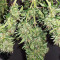 Sweet Zombie (Expert Seeds) Cannabis-Samen