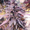 Thai Chi (Ace Seeds) Cannabis-Samen