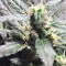 Thunder Bloody Mary Auto (Samsara Seeds) Cannabis-Samen