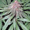 Violeta (Ace Seeds) Cannabis-Samen