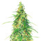 Superior Auto Mix feminisierte Samen (Herbies Seeds)