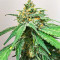Hero Cookies feminisierte Samen (AlphaFem Seeds)