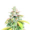 Ice Bomb (Bomb Seeds) Cannabis-Samen