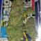 Jacky White (Paradise Seeds) Cannabis-Samen