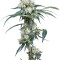 NL5 Haze Mist (GHS) Cannabis-Samen