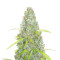 Original Auto Critical (Fast Buds) Cannabis-Samen